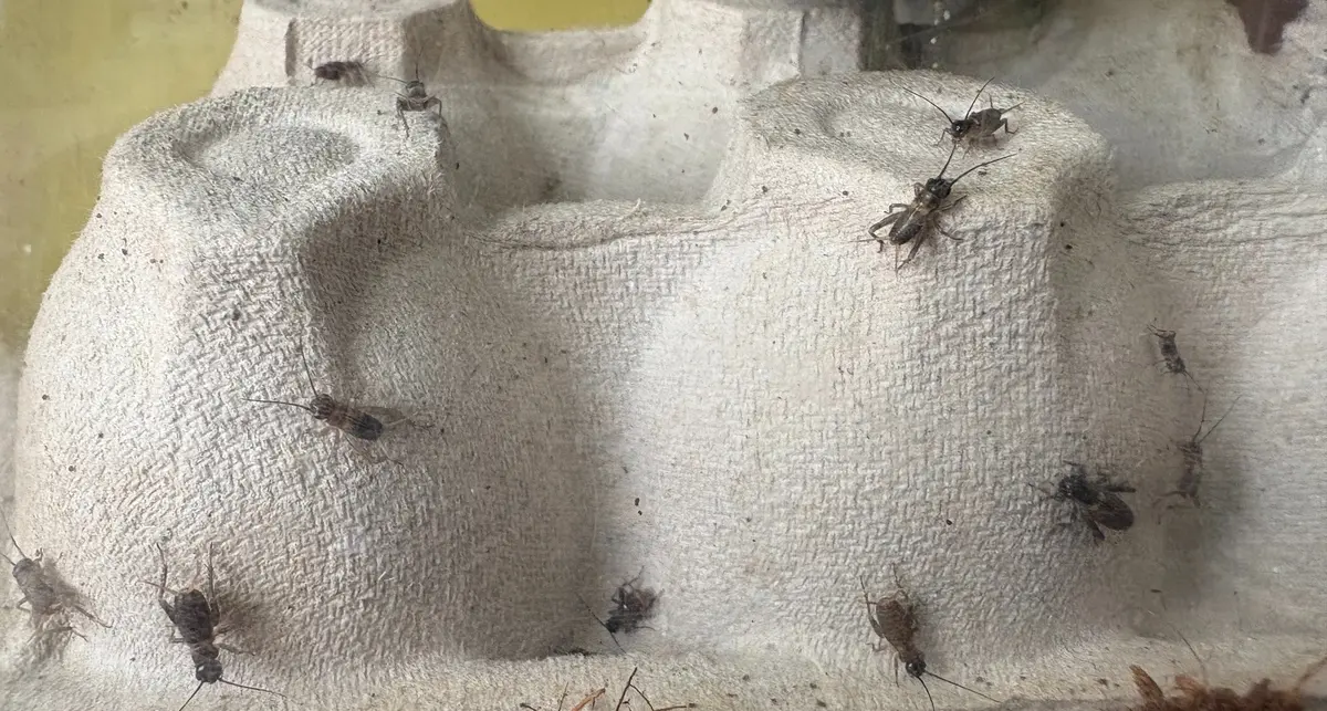 Crickets from our own breeding