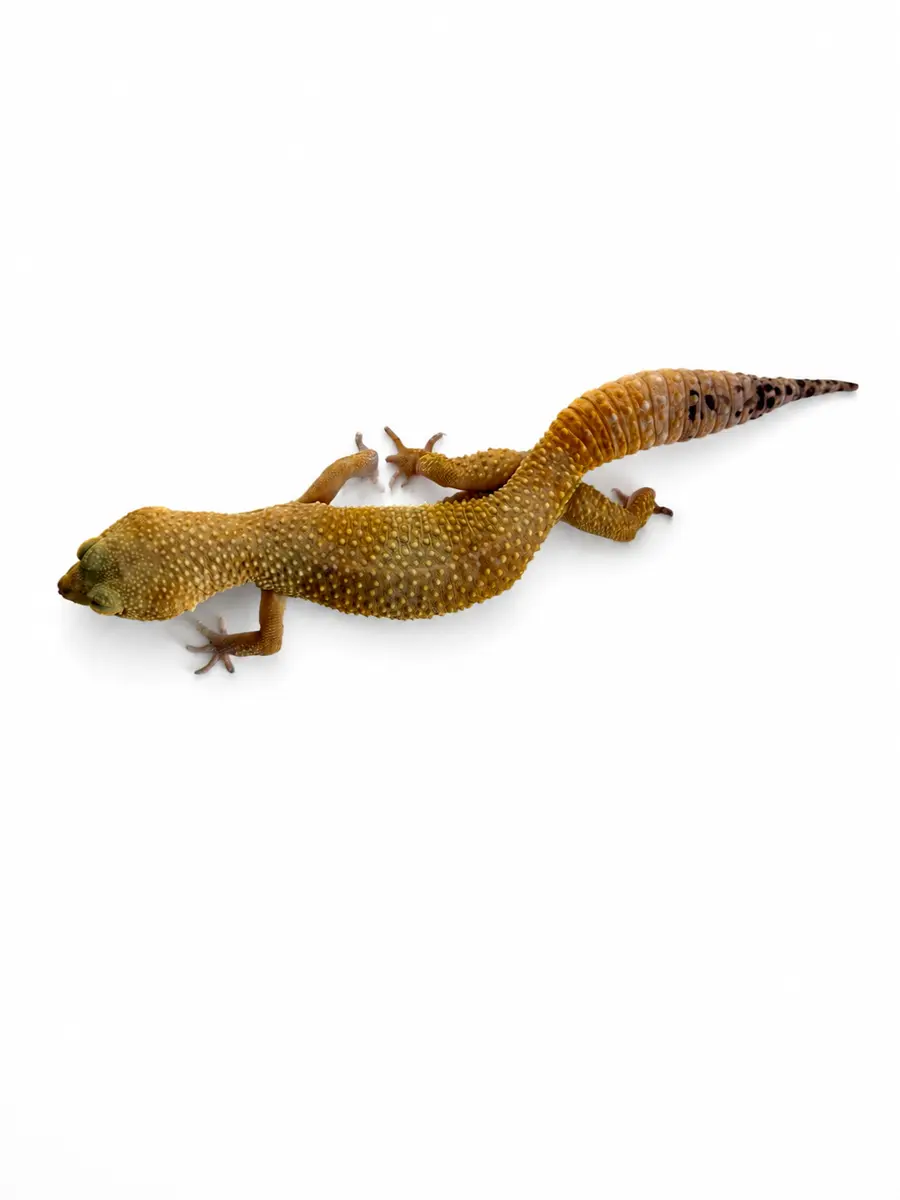 Jožin, an approximately 21-year-old leopard gecko
