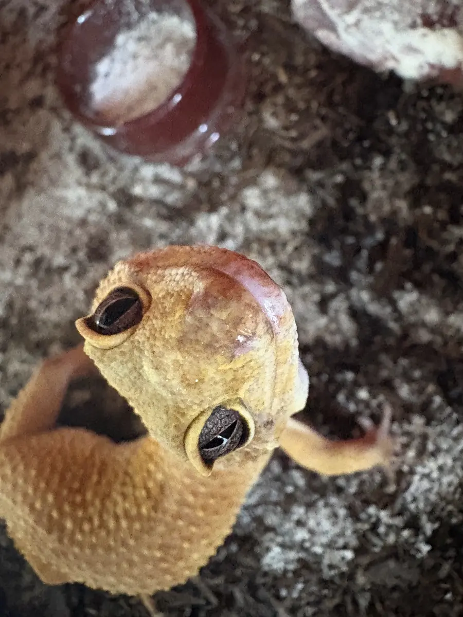 Close-up of a leopard gecko's head