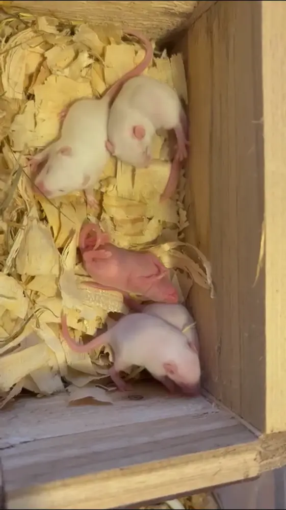 Mice from our own breeding