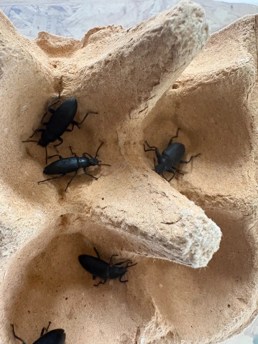 Darkling beetles from our own breeding
