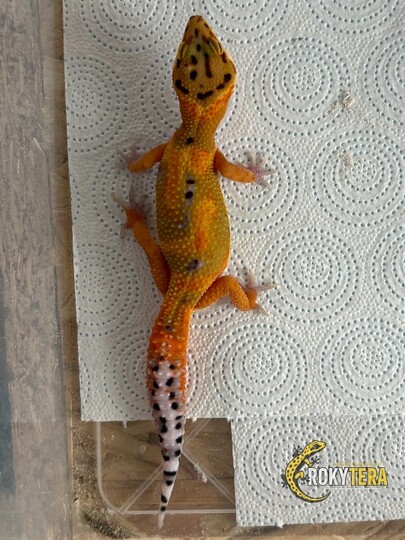 Clown het. TA, low ph. Eclipse