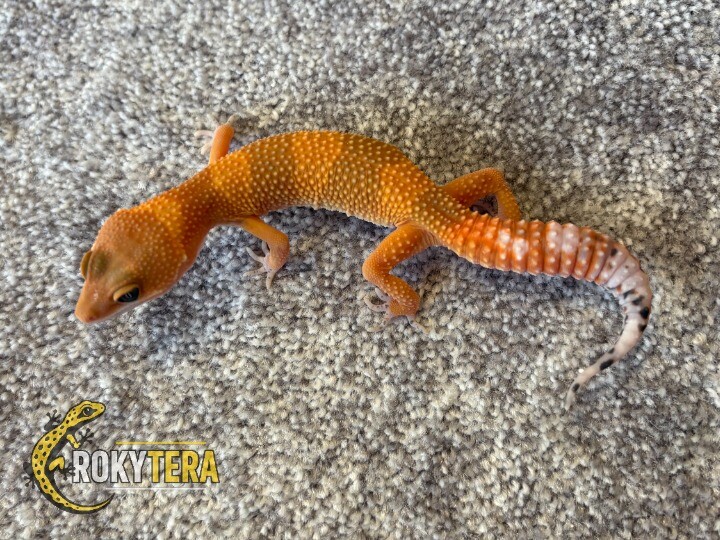 Mandarine Tangerine het. TA, ph. Eclipse