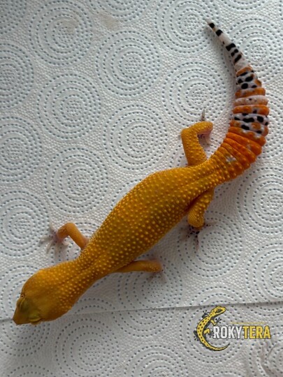 Green & Tangerine het. TA, het. Eclipse