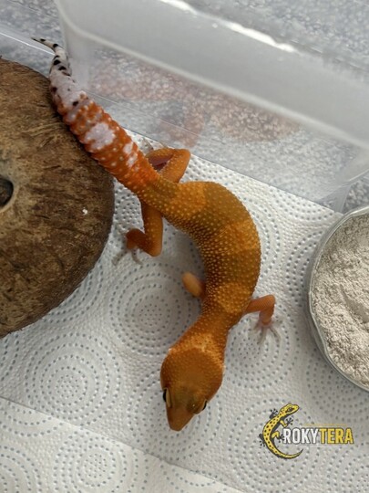 Mandarine Tangerine het. TA, ph. Eclipse