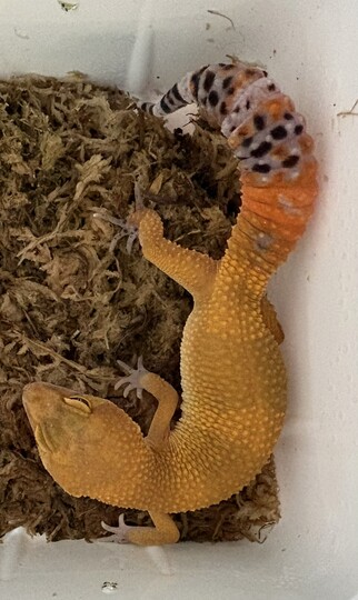 TEST - Green & Tangerine mládě
