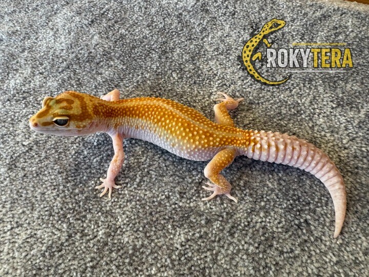 W&Y HC Tangerine TA 66% poss het. Eclipse