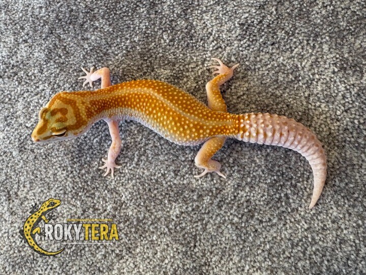 W&Y HC Tangerine TA 66% poss het. Eclipse