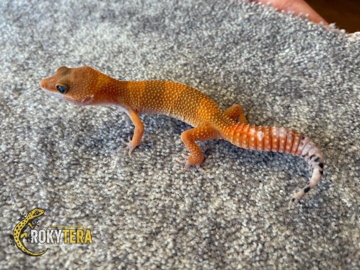 Mandarine Tangerine het. TA, ph. Eclipse