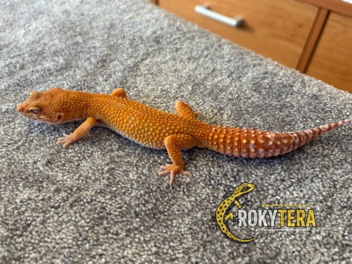 HC Mandarine Tangerine TA 66% poss het. Eclipse