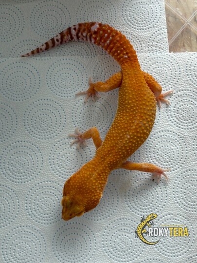 HC Mandarine Tangerine TA 66% poss het. Eclipse
