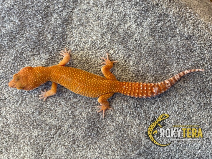 HC Mandarine Tangerine TA 66% poss het. Eclipse